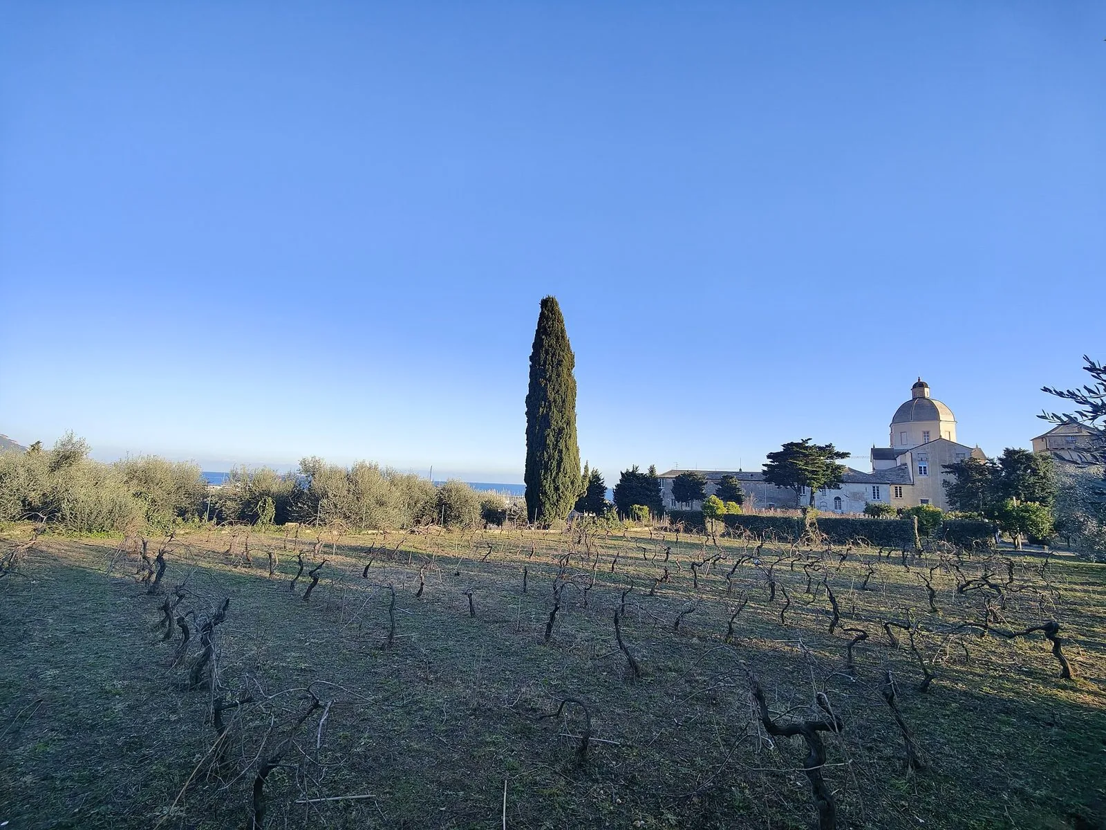 La chiesa con cupola del Convento di Monte Carmelo tra vigne, ulivi e cipressi, con il mare di Loano sullo sfondo